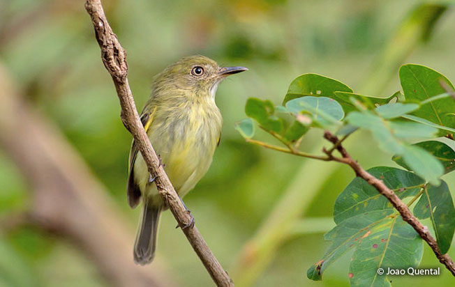 zimmer's_tody-tyrant