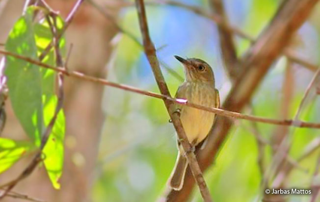 zimmer's_tody-tyrant