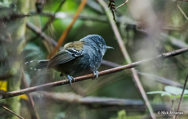 gray-headed-antbird