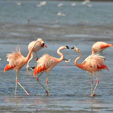 flamenco chileno