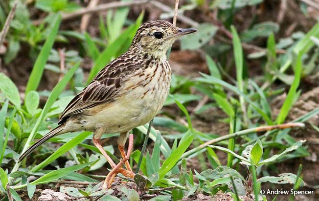 yellowish-pipit