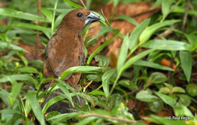 blue-black_grosbeak