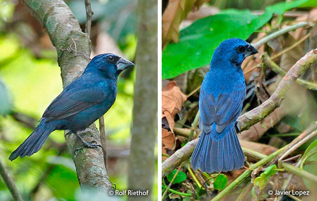 blue-black_grosbeak