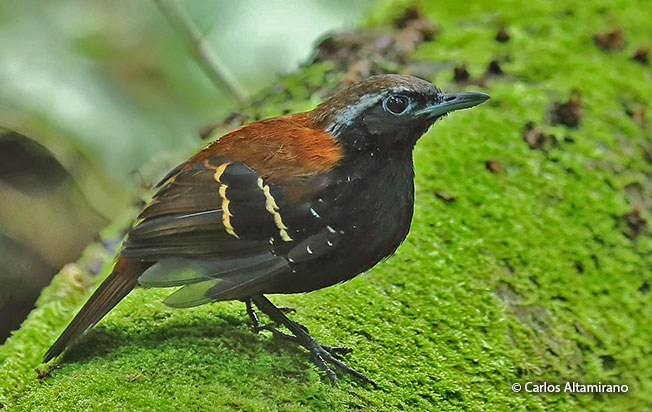 cordillera-azul-antbird
