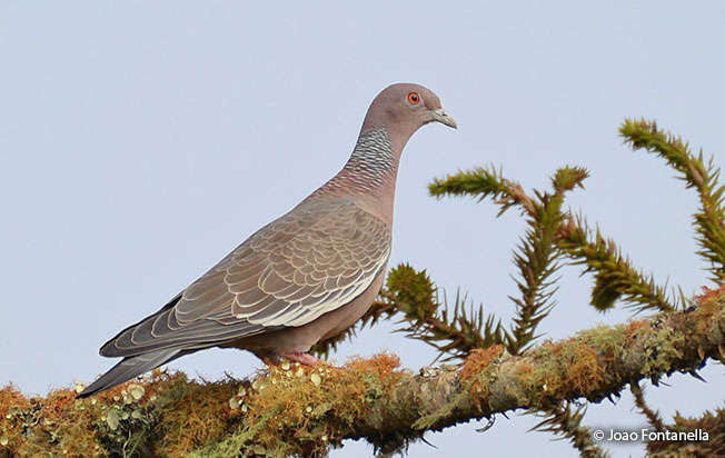 picazuro_pigeon