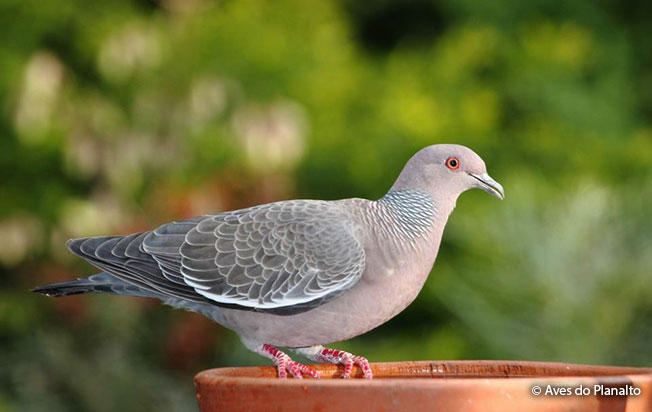 picazuro_pigeon