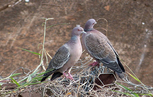 picazuro_pigeon