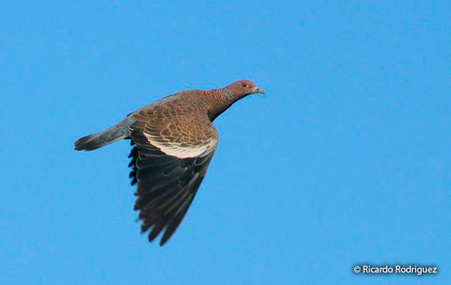picazuro_pigeon