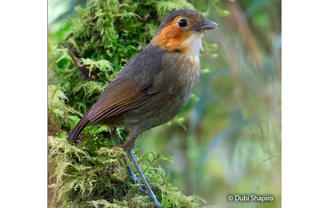 rufous-faced_antpitta