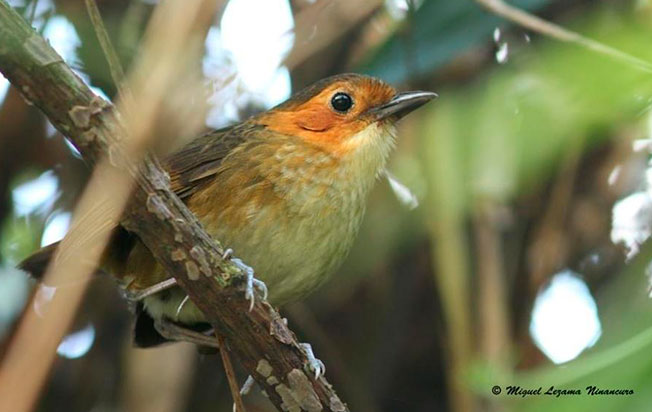rufous-faced_antpitta