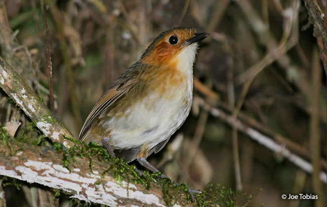 rufous-faced_antpitta