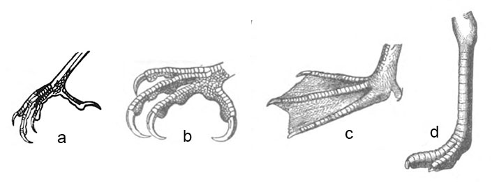 piernas y patas de las aves