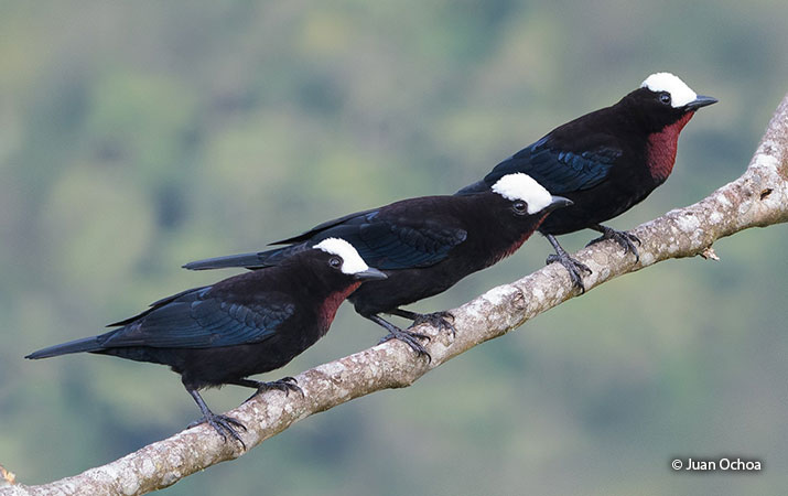 adaptaciones de las aves