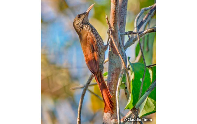 duida-woodcreeper