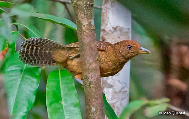 undulated antshrike