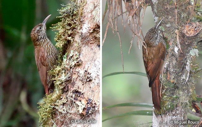 montane_woodcreeper