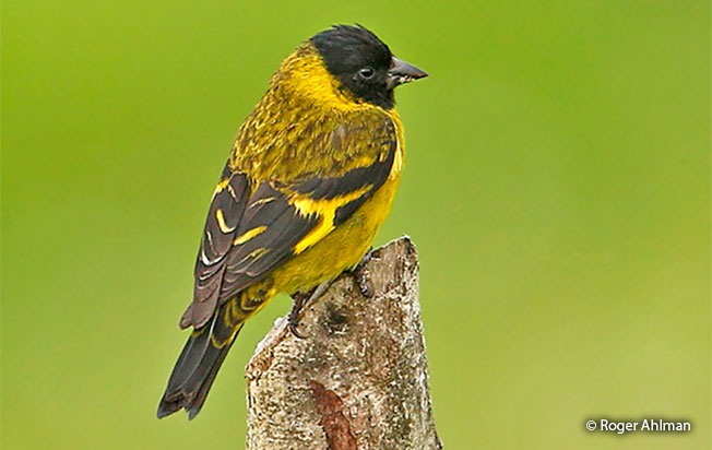 olivaceous siskin