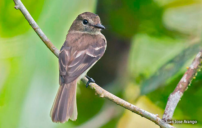 olive-chested_flycatcher