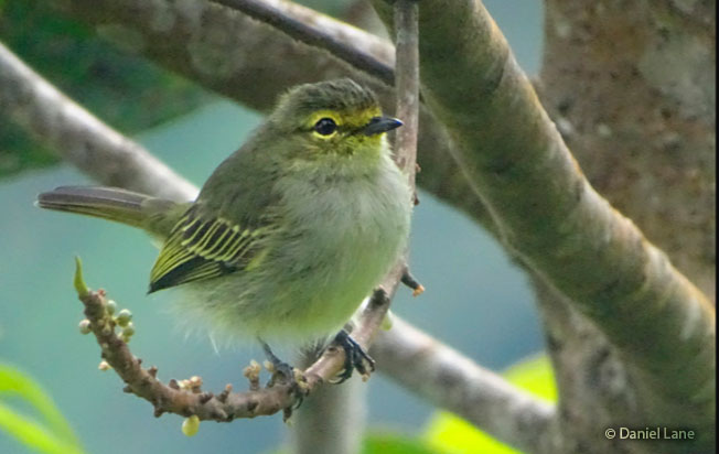 peruvian tyrannulet