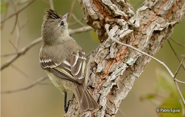 plain-crested elaenia