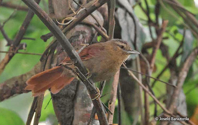 plain-softtail
