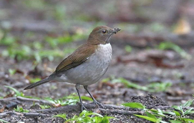 white-necked Thrush