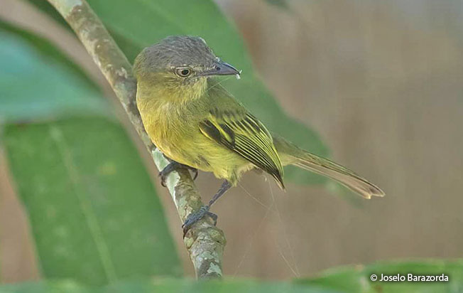 yellow-olive_flycatcher
