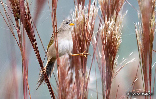 wedge-tailed_grass-finch