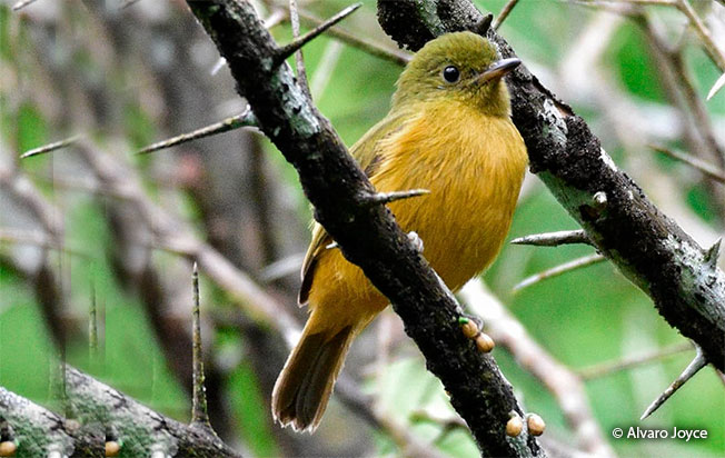 mcconnell's_flycatcher