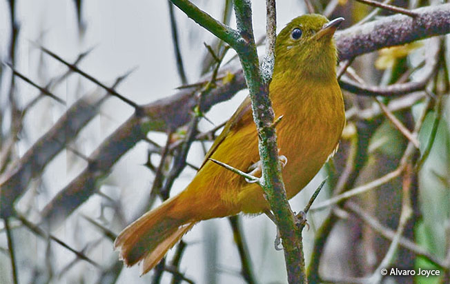 mcconnell's_flycatcher