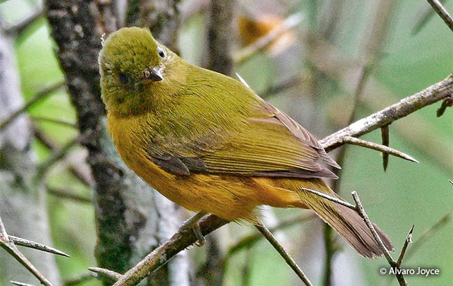 mcconnell's_flycatcher