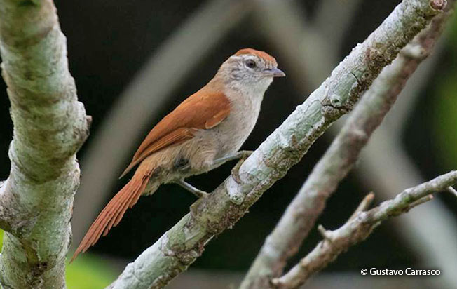 rusty-backed_spinetail