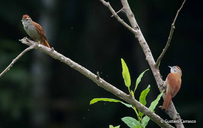 rusty-backed_spinetail