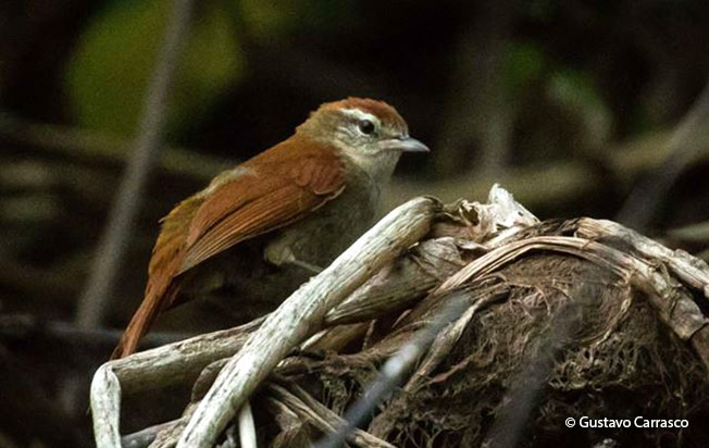 rusty-backed_spinetail