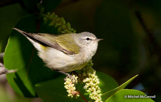 tennessee-warbler