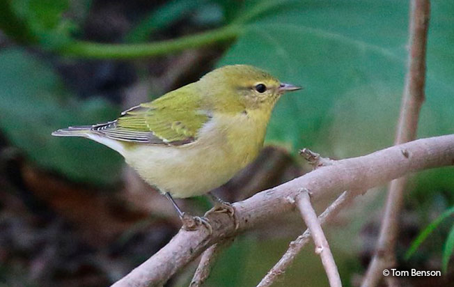 tennessee-warbler