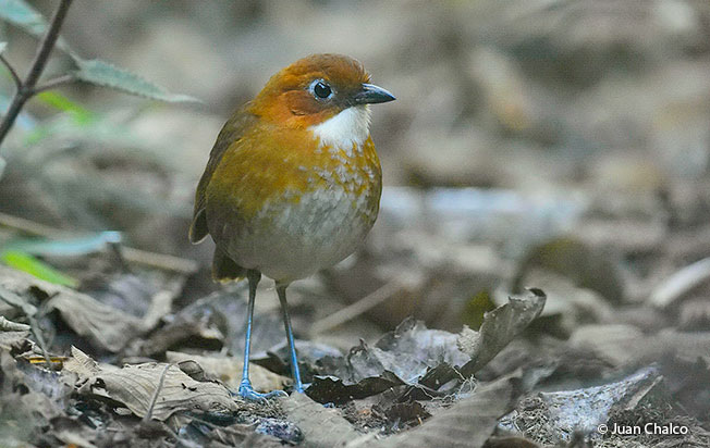 red and white antpitta