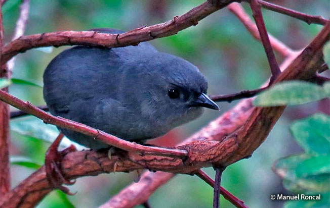 unicolored tapaculo