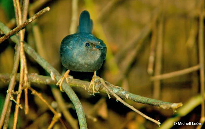 unicolored tapaculo