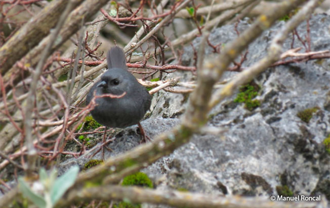 unicolored tapaculo 3