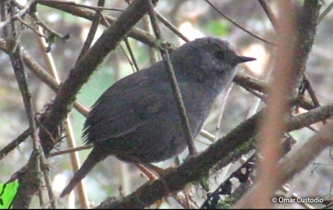 unicolored tapaculo