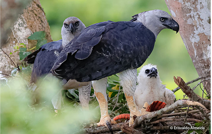 Águila Arpía: Información Sobre el Águila más Poderosa del Mundo (con Fotos  y Video) - Aves de Peru