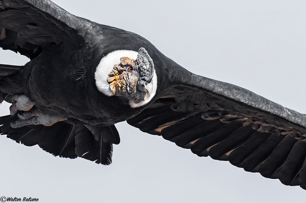 condor andino macho