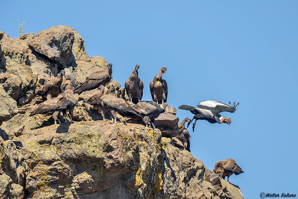 condor andino en chile