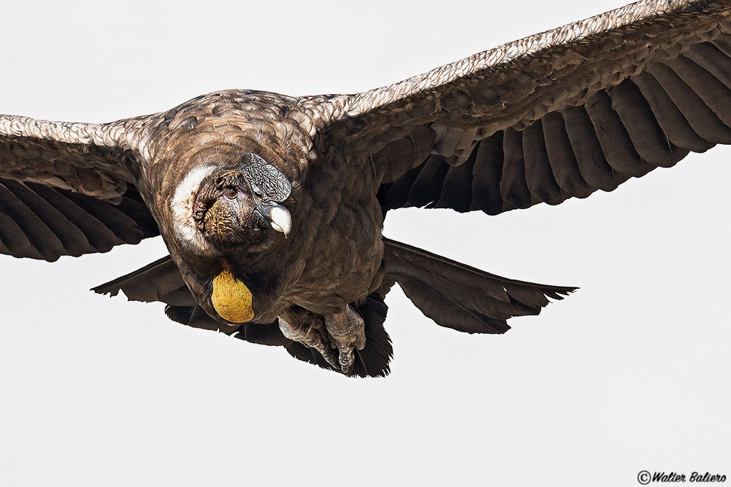 condor andino juvenil