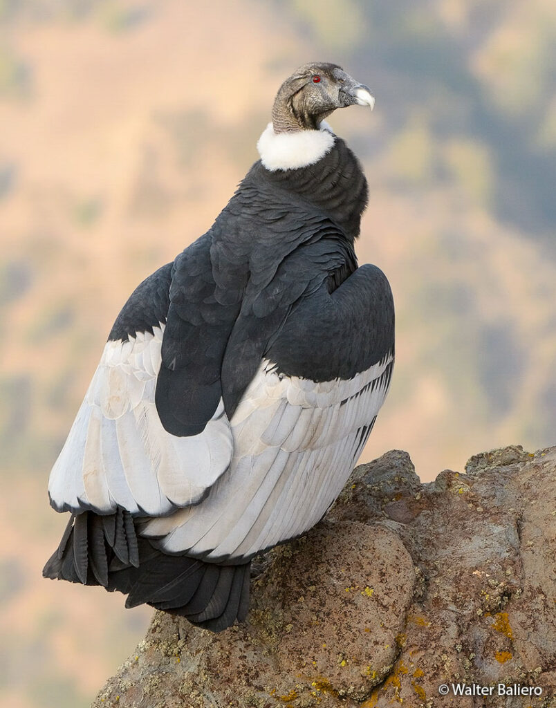 condor andino hembra