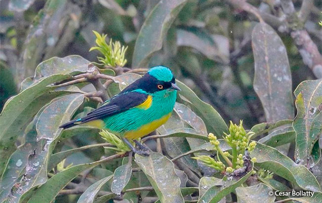 black-faced dacnis