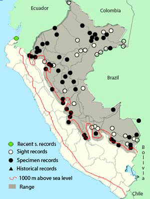 black-faced_dacnis-map