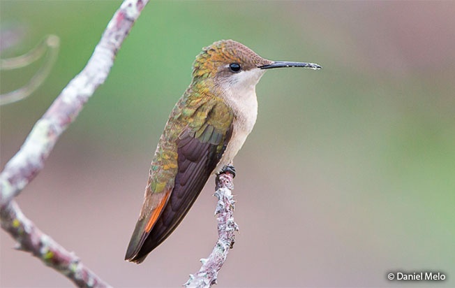 ruby-topaz_hummingbird female