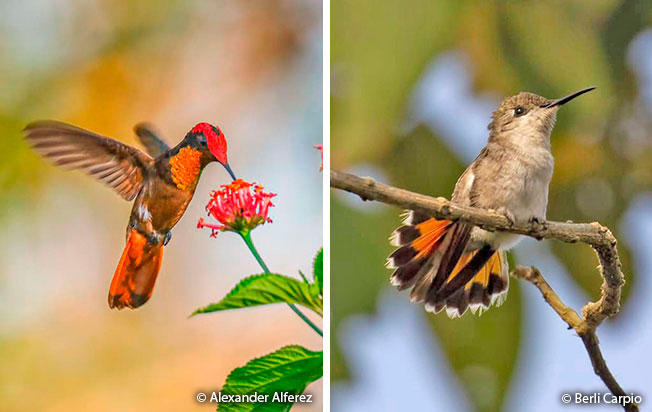 ruby-topaz_hummingbird femle